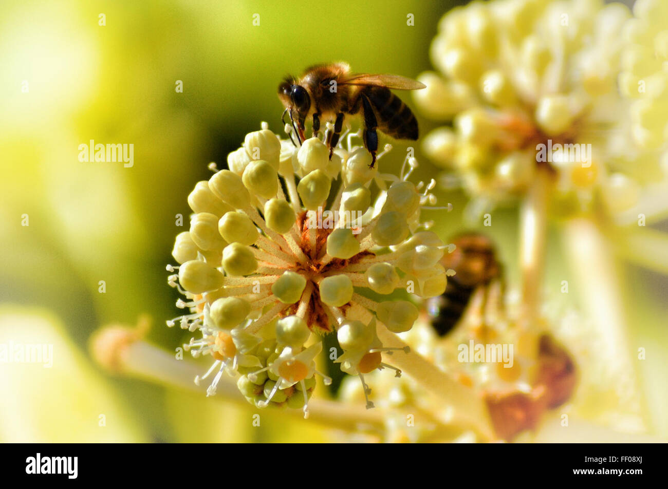 Biene auf Blüte Honigbiene auf Blüte Stockfoto