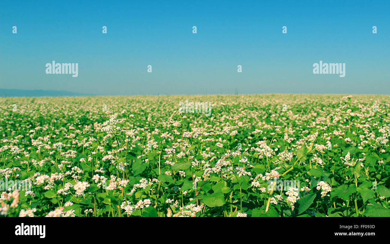 Bereich der grünen blühenden Pflanzen Bereich der grüne blühende Pflanze Stockfoto