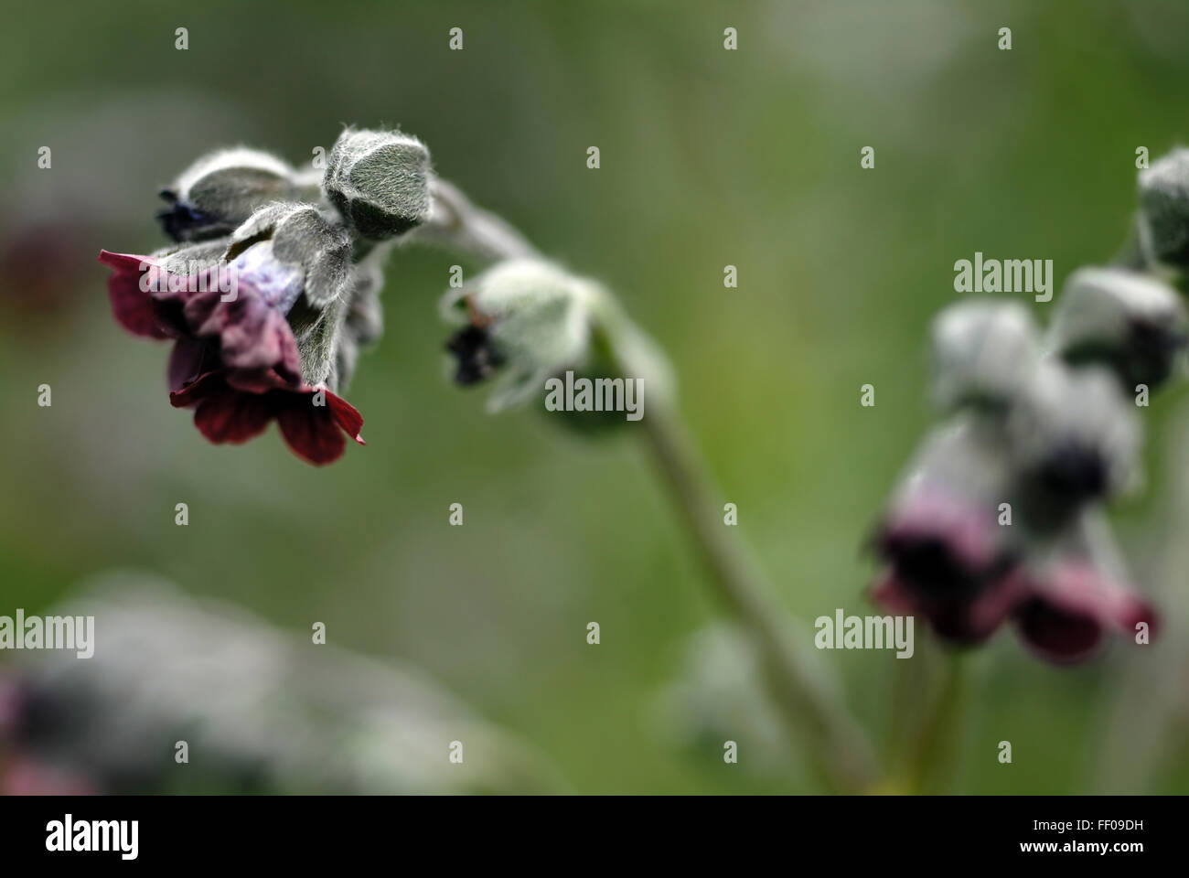 Giftige Pflanze / Cynoglossum Officinale / Houndstongue Stockfoto