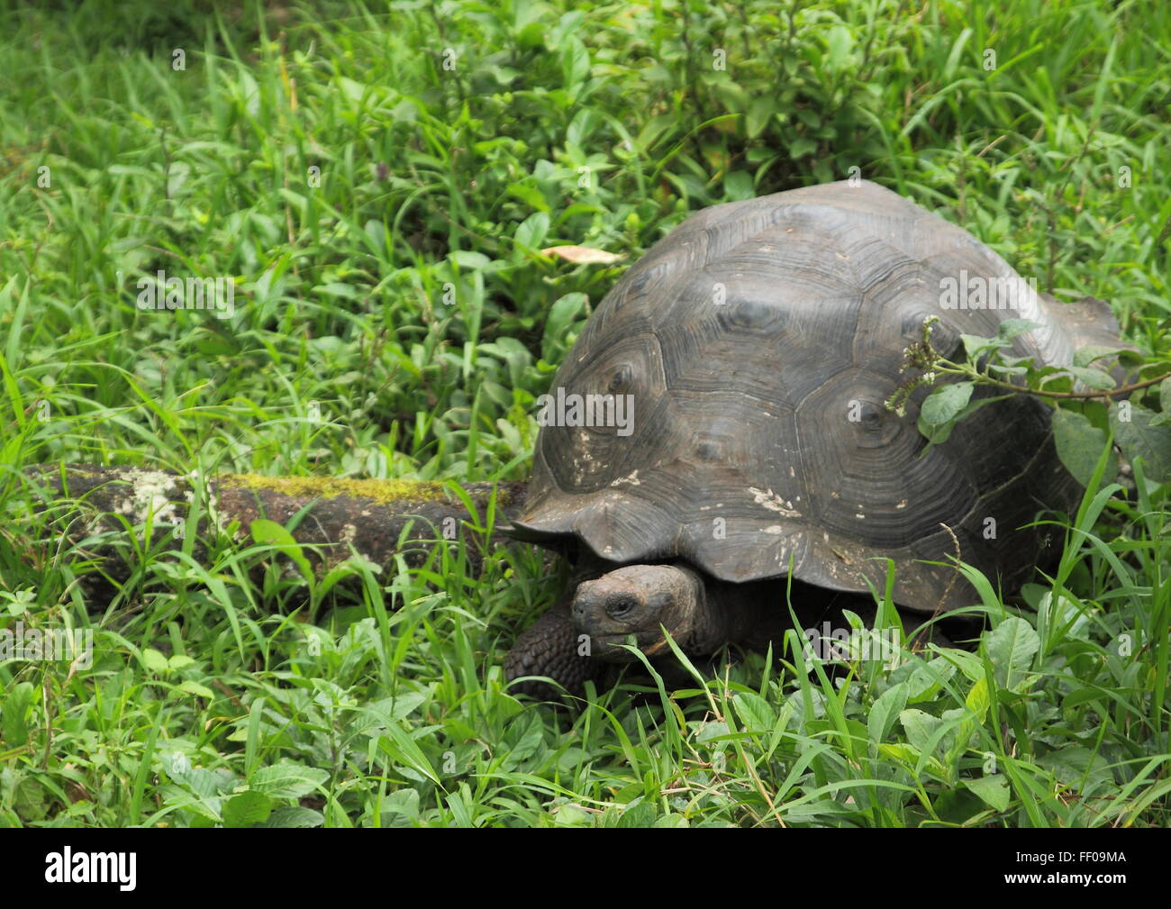 Galapagos-Schildkröte Stockfoto