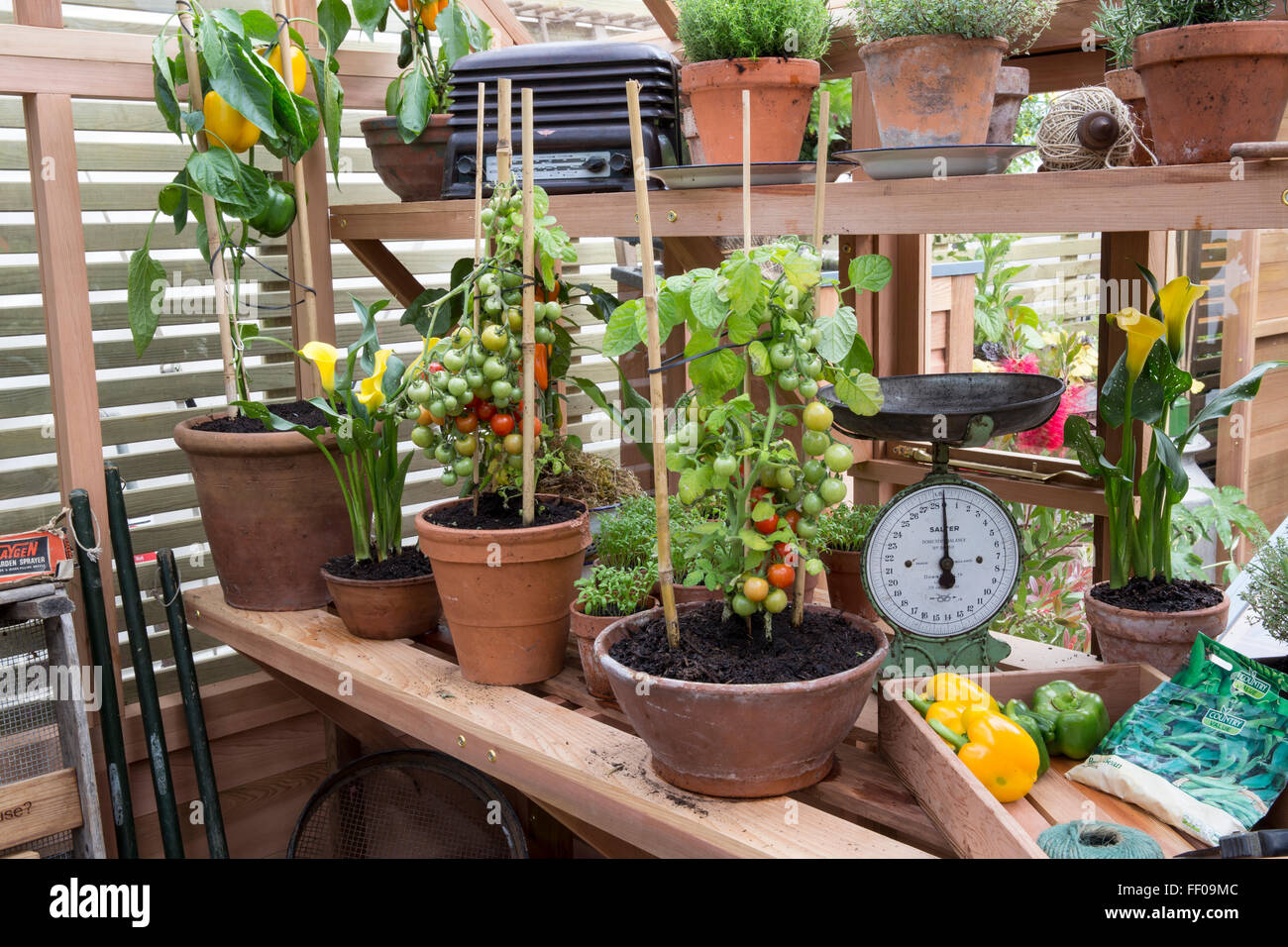 Tomaten- und Pfefferpflanzen, die in einem Gewächshaus in Terrakotta-Töpfen wachsen Behälter angebaute Tomaten Paprika Chelsea Flower Show 2015 london UK Stockfoto