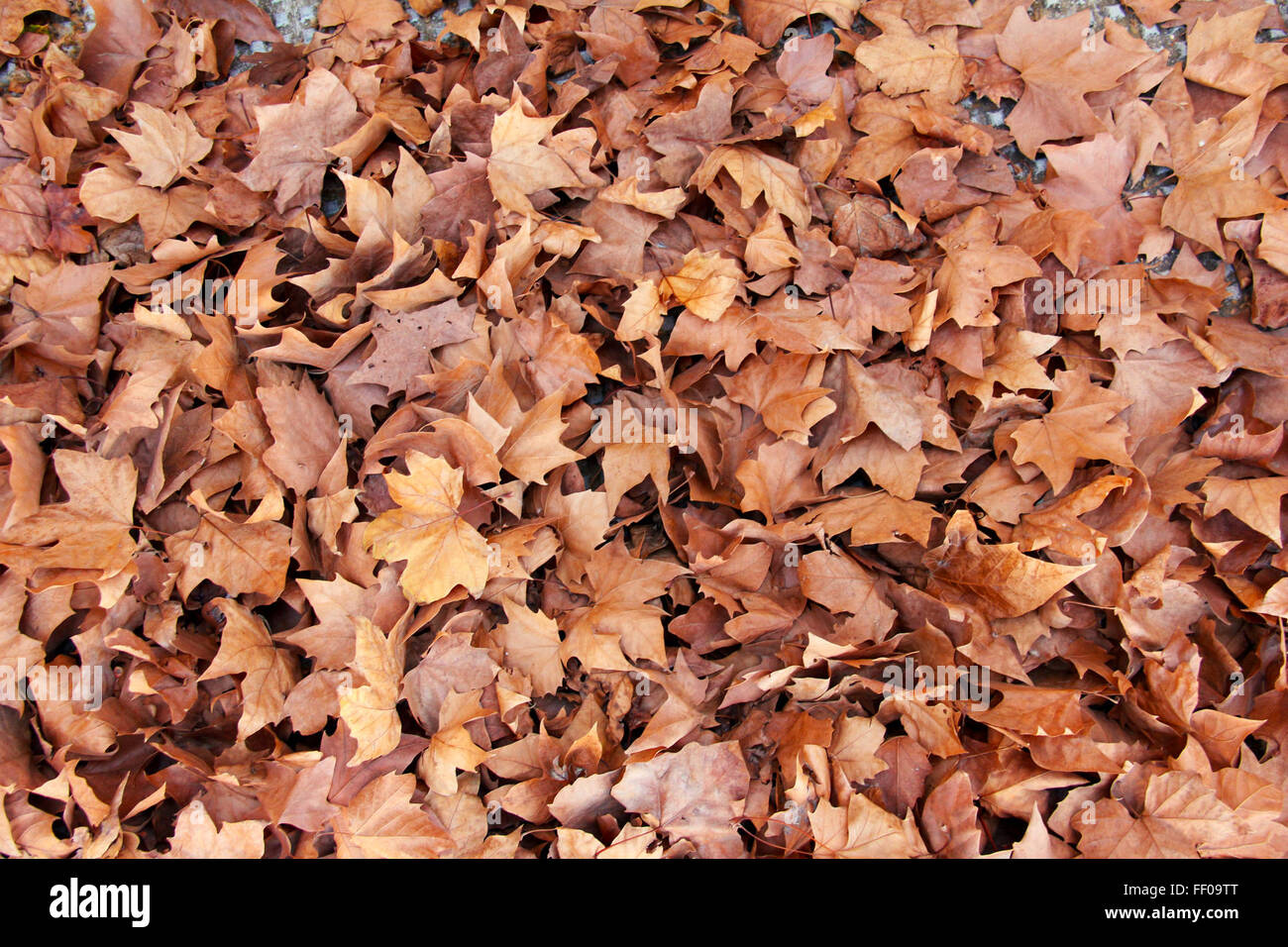 Trockene Blätter trocknen lassen Stockfoto