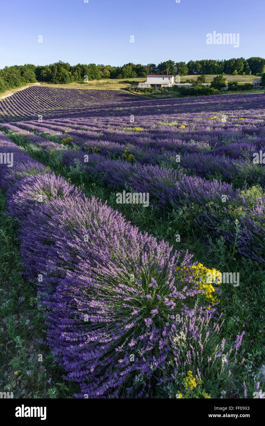 Lavendel Feld in der Nähe von Banon, Vaucluse, AlpesdeHauteProvence