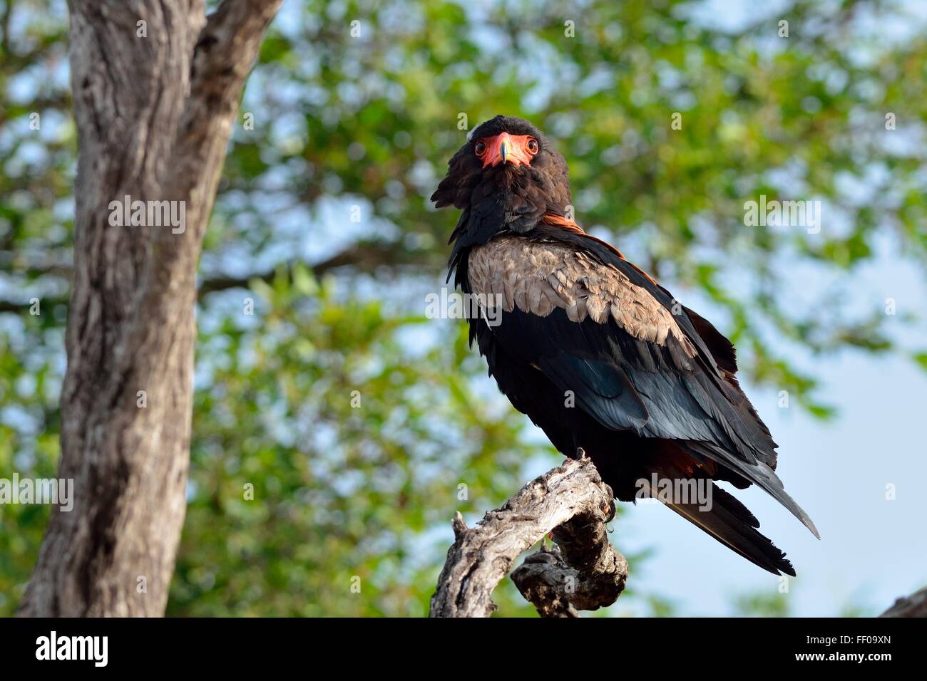 Bateleur Adler (Terathopius Ecaudatus), thront auf Baum, weit vorausschauend, Krüger Nationalpark, Südafrika, Afrika Stockfoto