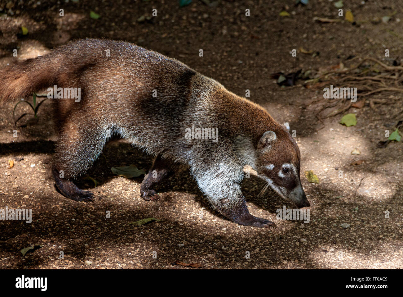 Nasenbär Jagd in den Dschungel Mexiko Stockfoto