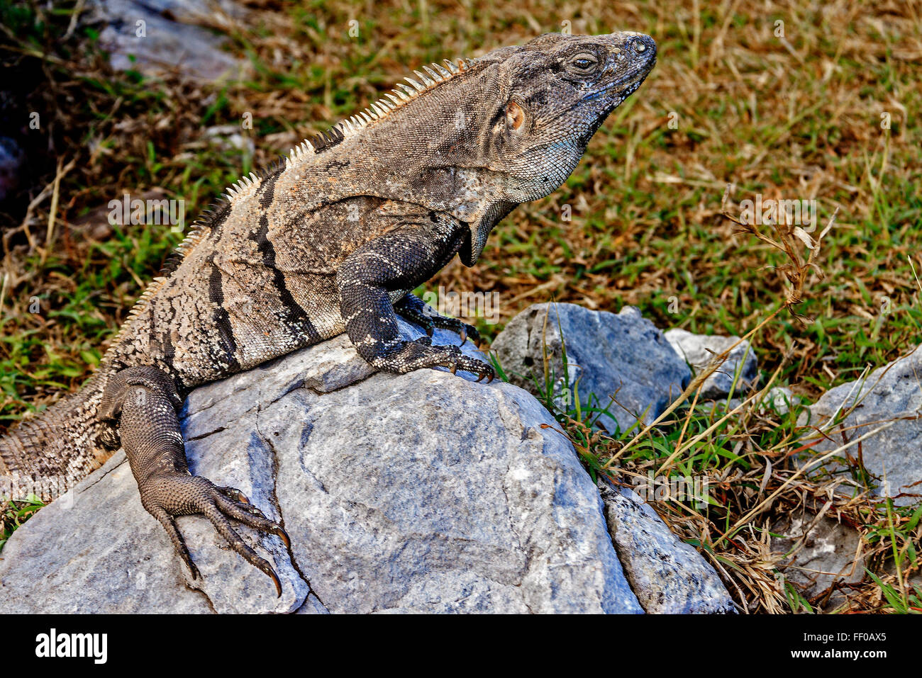 Iguana (squamate Reptil) Yucatan Mexiko Stockfoto