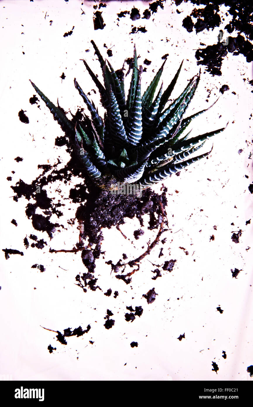 Herabsehen Sie auf sukkulenten Pflanzen und Böden auf weißem Hintergrund Stockfoto