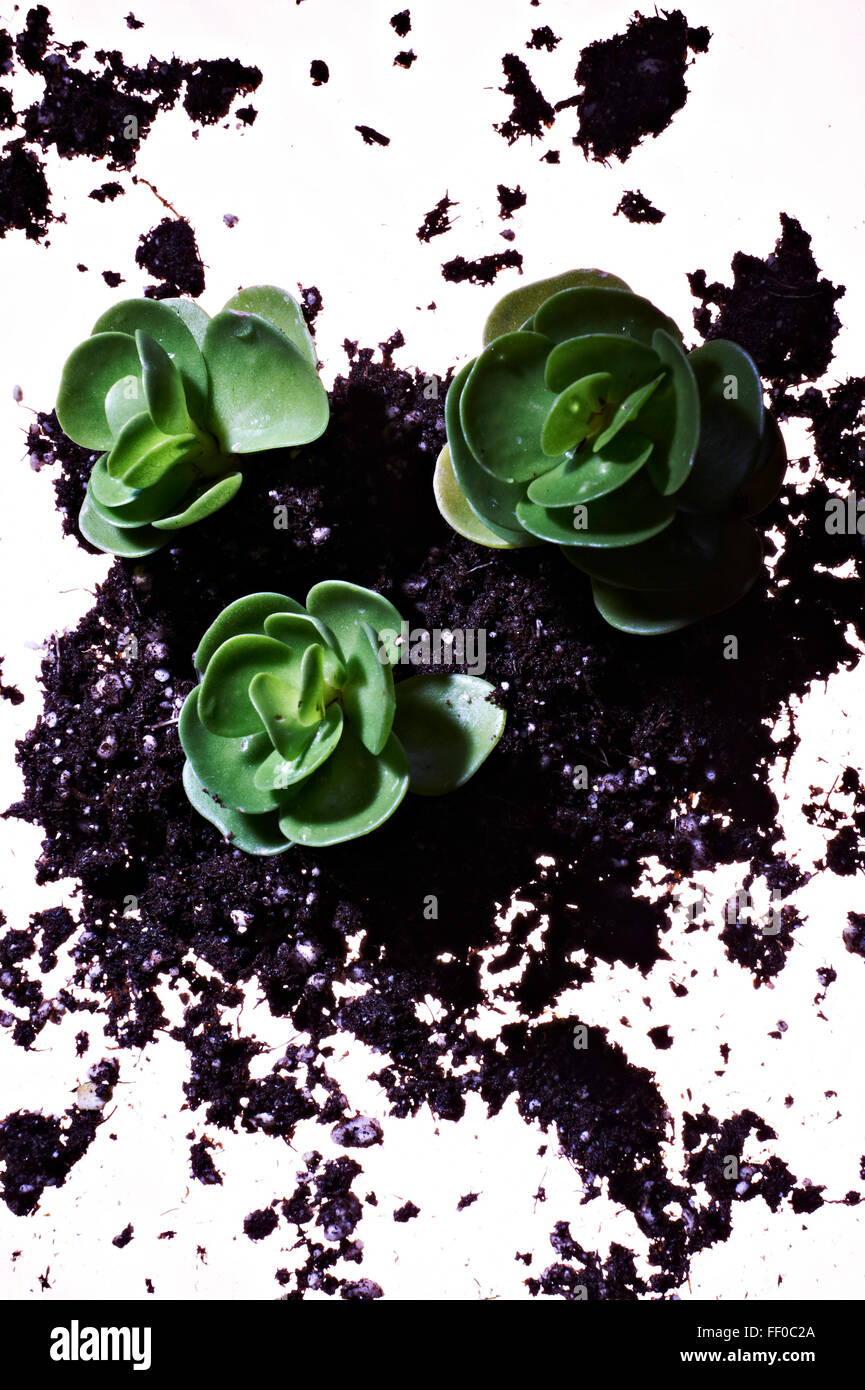 Herabsehen Sie auf sukkulenten Pflanzen und Böden auf weißem Hintergrund Stockfoto