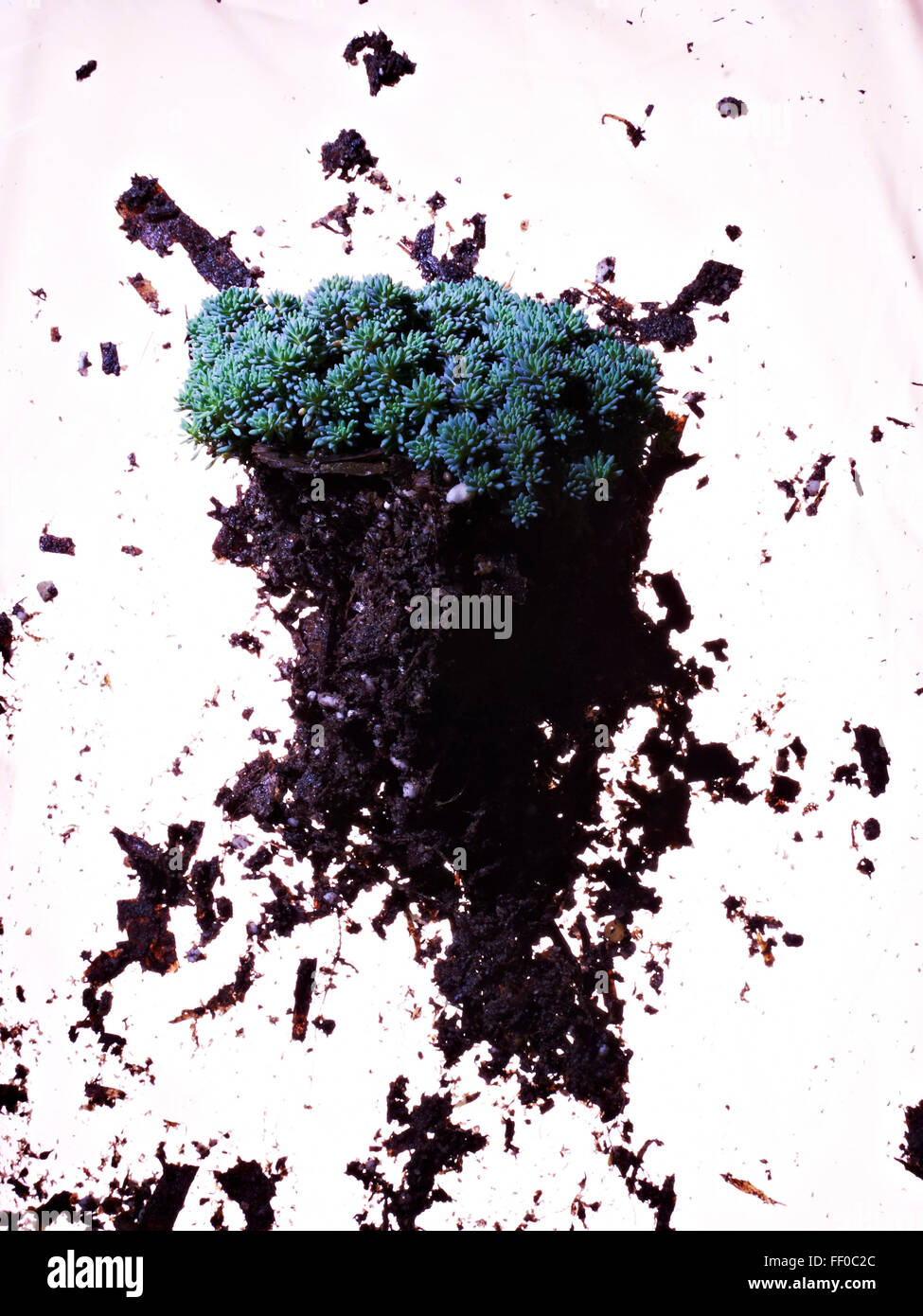 Herabsehen Sie auf sukkulenten Pflanzen und Böden auf weißem Hintergrund Stockfoto