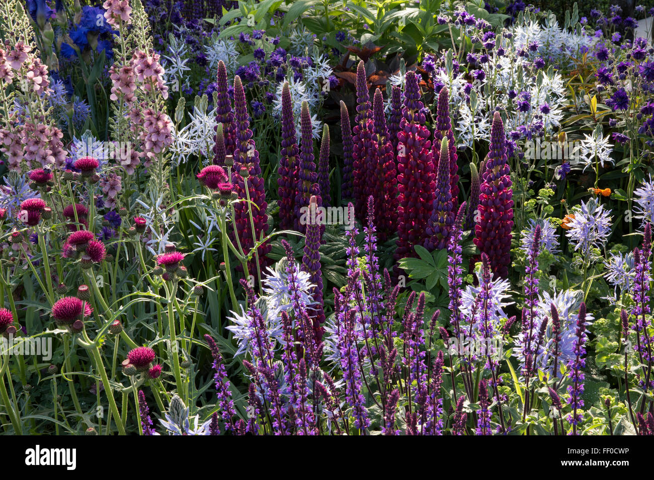 Bunte Frühlingsgarten krautigen Grenze mit Lupinen eryngium verbena Salvia und cirsium Grenze Chelsea Blumenschau london UK Stockfoto