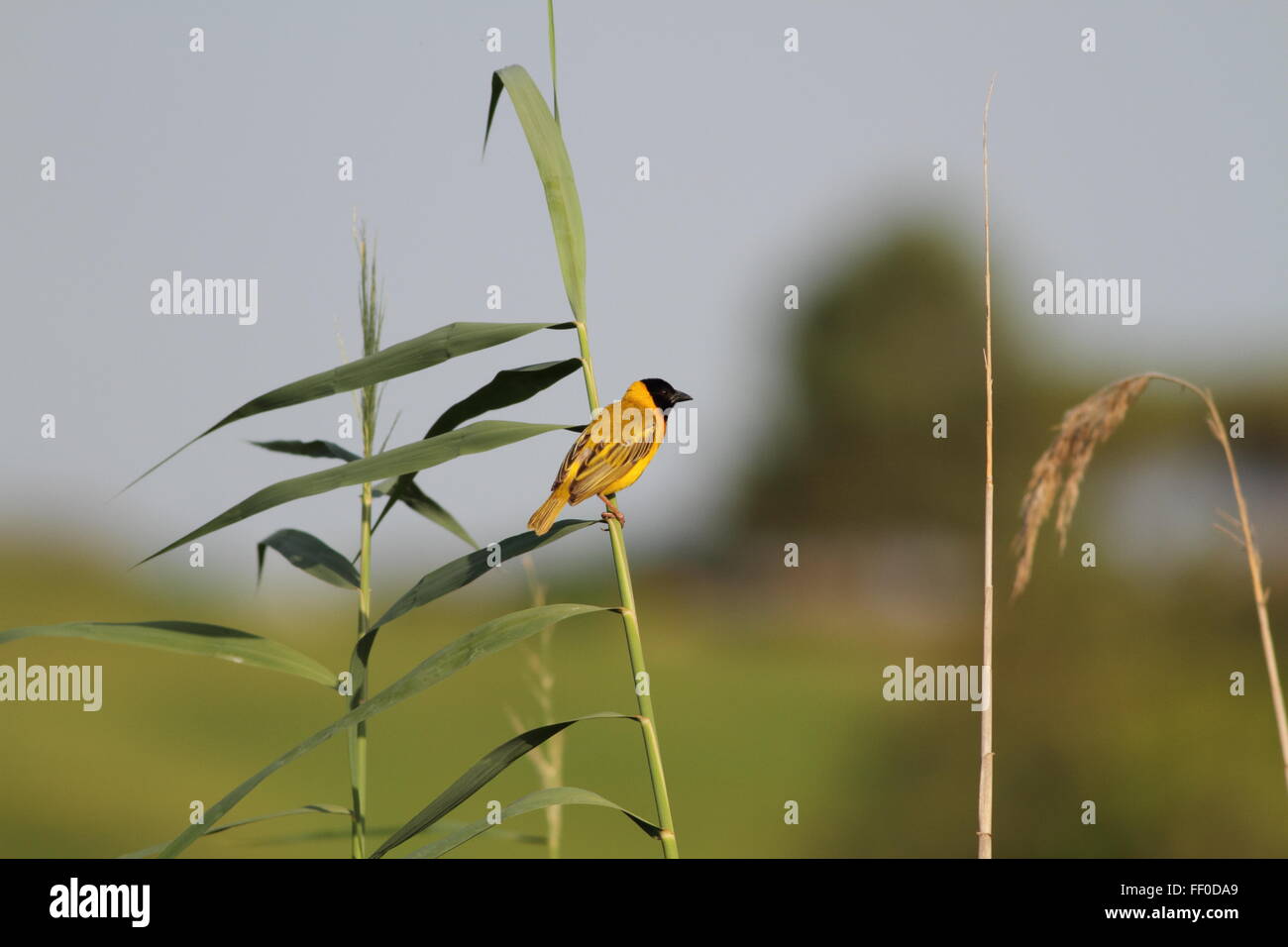 Black-headed Weaver, Männlich, Portugal Stockfoto