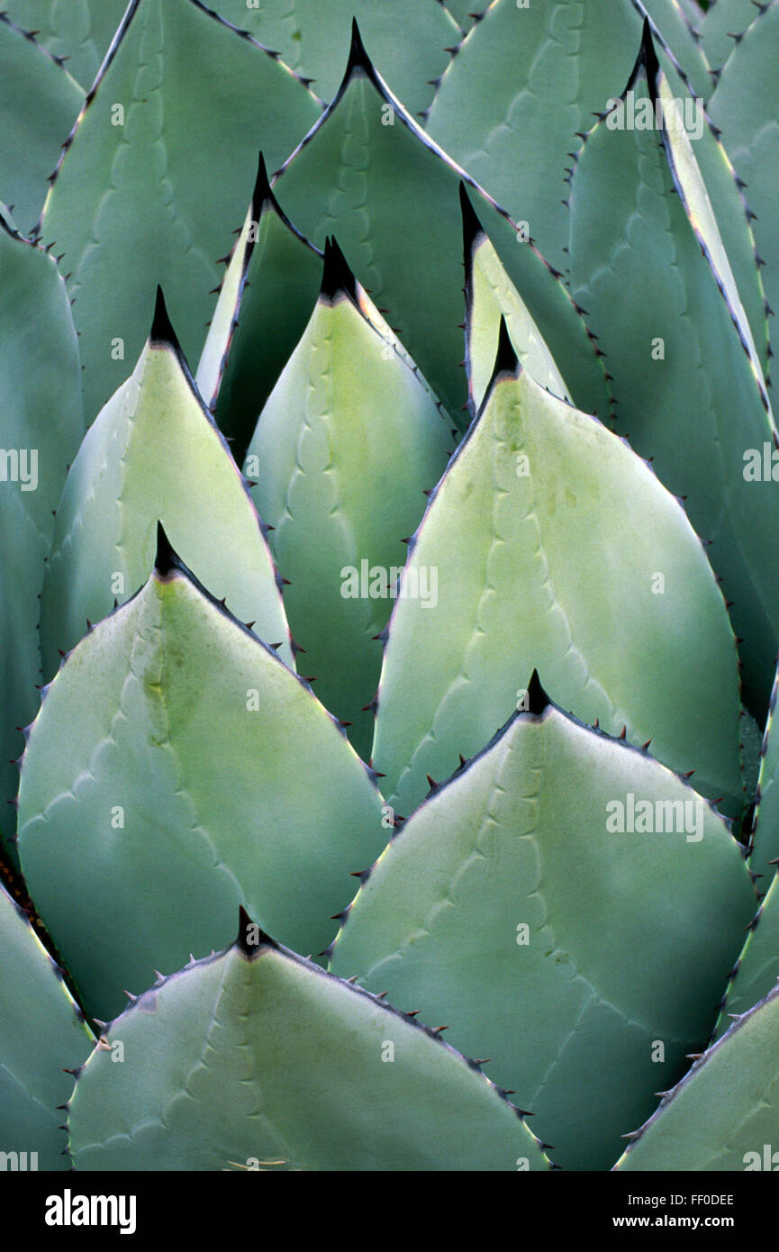 Agave parryi Stockfoto