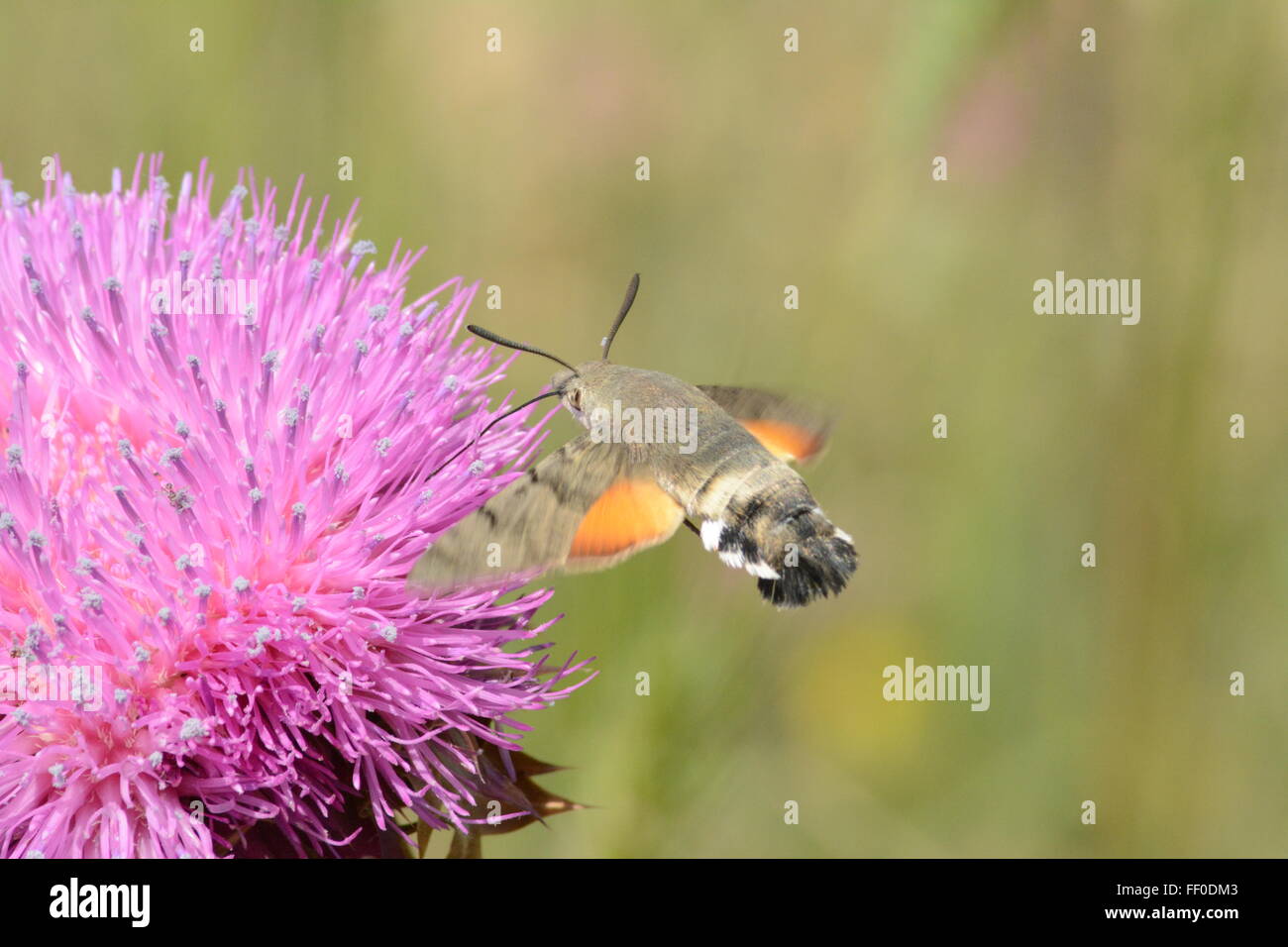 Kolibri Falke-Motte (Macroglossum Stellatarum) sammeln Nektar von Distel Blume in Nordgriechenland Stockfoto
