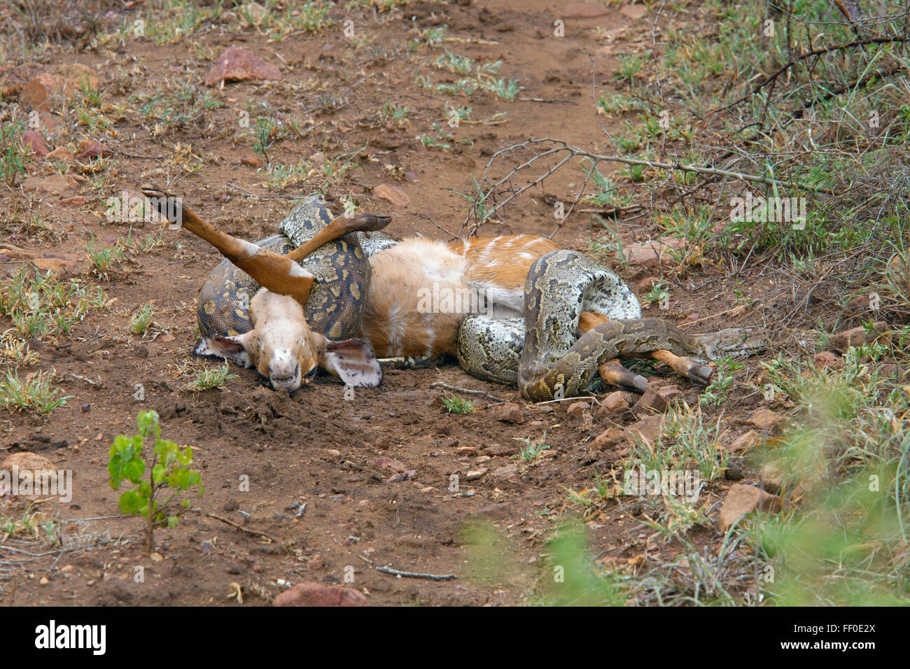 African Rock Python Python Sebae Sebae einengenden eine jetzt Tote Nyala-Kalb Stockfoto
