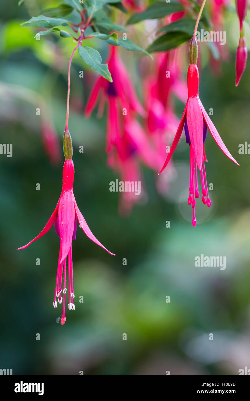 Rosa und lila Fuchsia Blumen oder Fuchsia fehlt Stockfoto