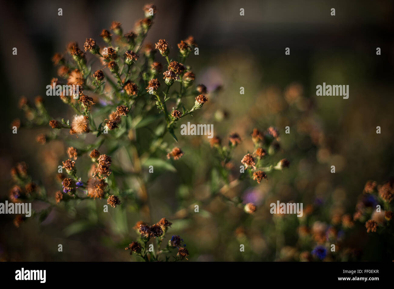 Welken braune Blütenknospen im Herbst in einem Park in London, England Stockfoto