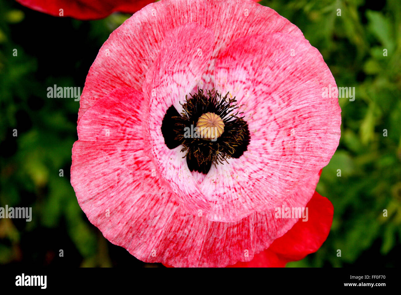 Mohn Stockfoto