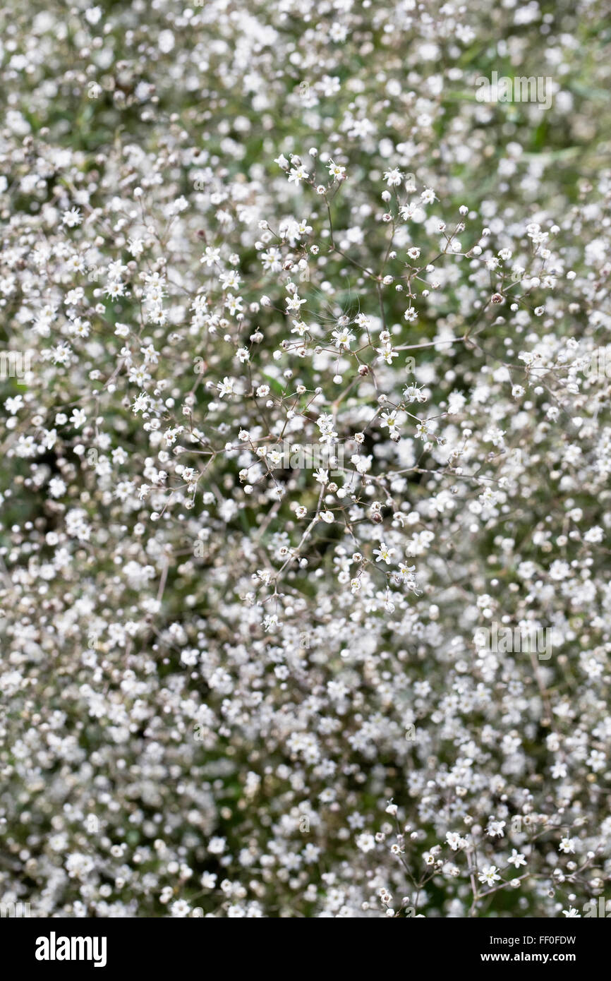 Schleierkraut Paniculata 'Compacta Plena' Blumen. Stockfoto