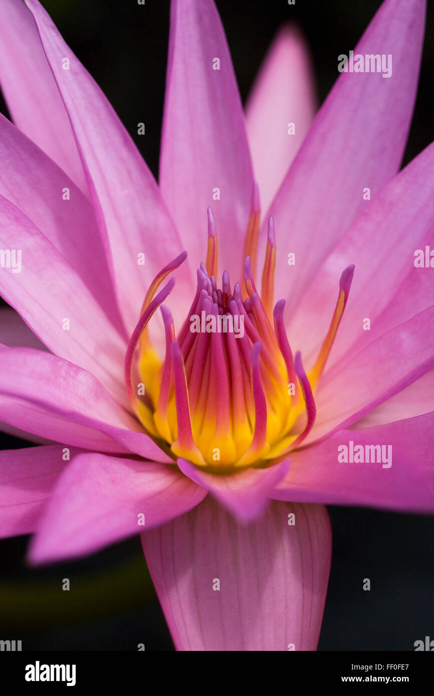 Nymphaeae. Rosa Seerose blüht. Stockfoto