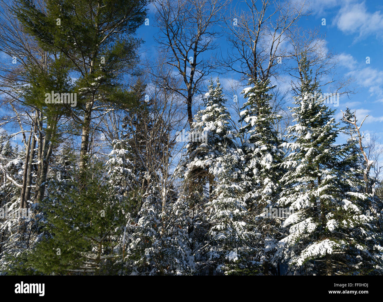 Kiefer, Tanne und Hartholz Bäume mit Schnee auf den Zweigen vor blauem Himmel mit Wolkenfetzen nach einem Schneesturm in Maine. Stockfoto