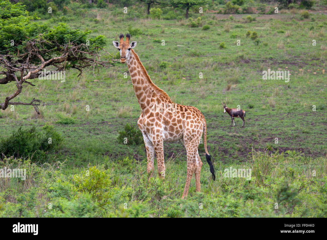 Cape Giraffe Giraffa Plancius junge Tiere füttern Stockfoto