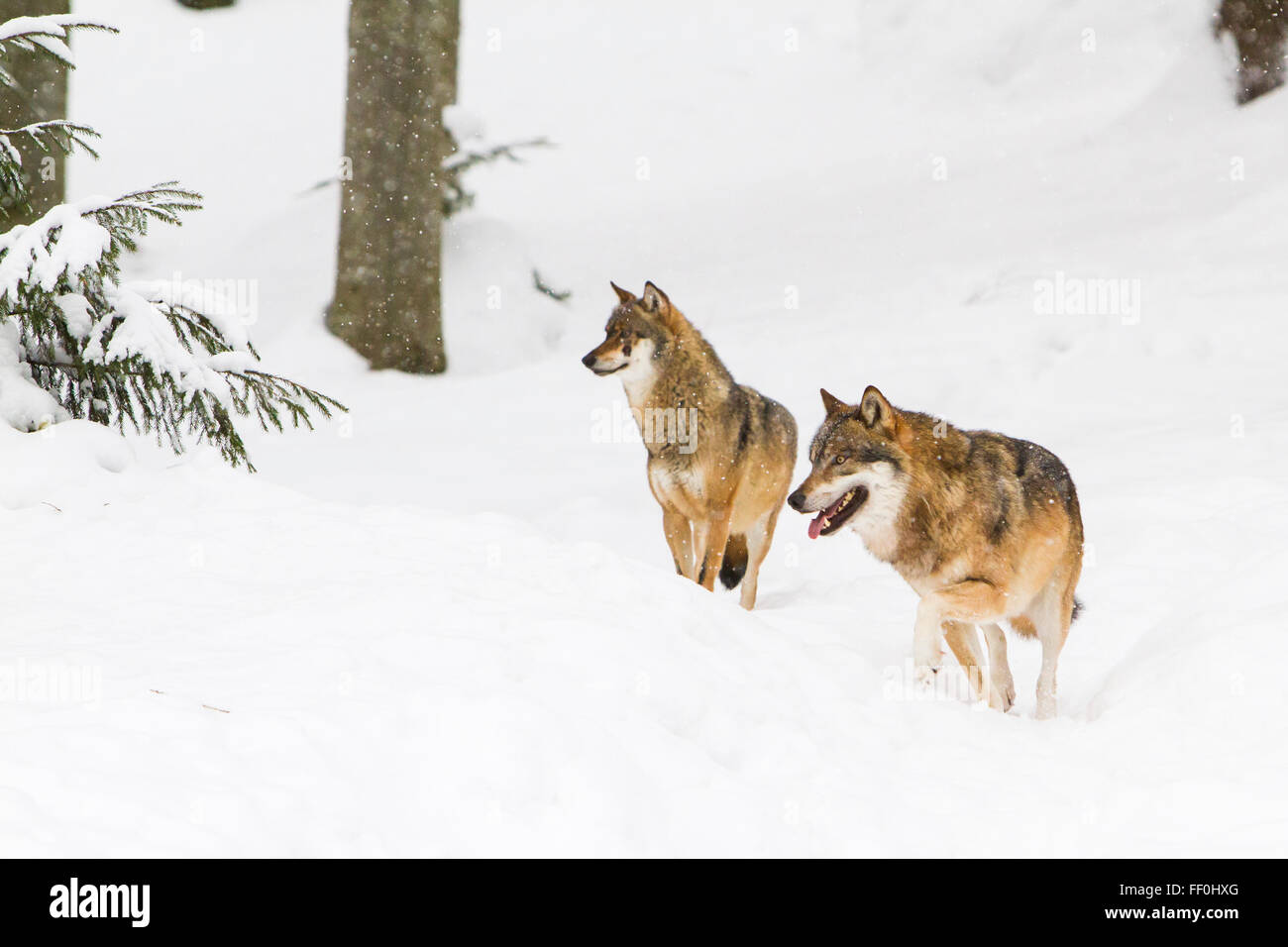 Zwei europäische Grauwolf (Canis Lupus Lupus) beobachtete in einem verschneiten Bayerischen Wald in Deutschland-Nationalpark Europa Stockfoto