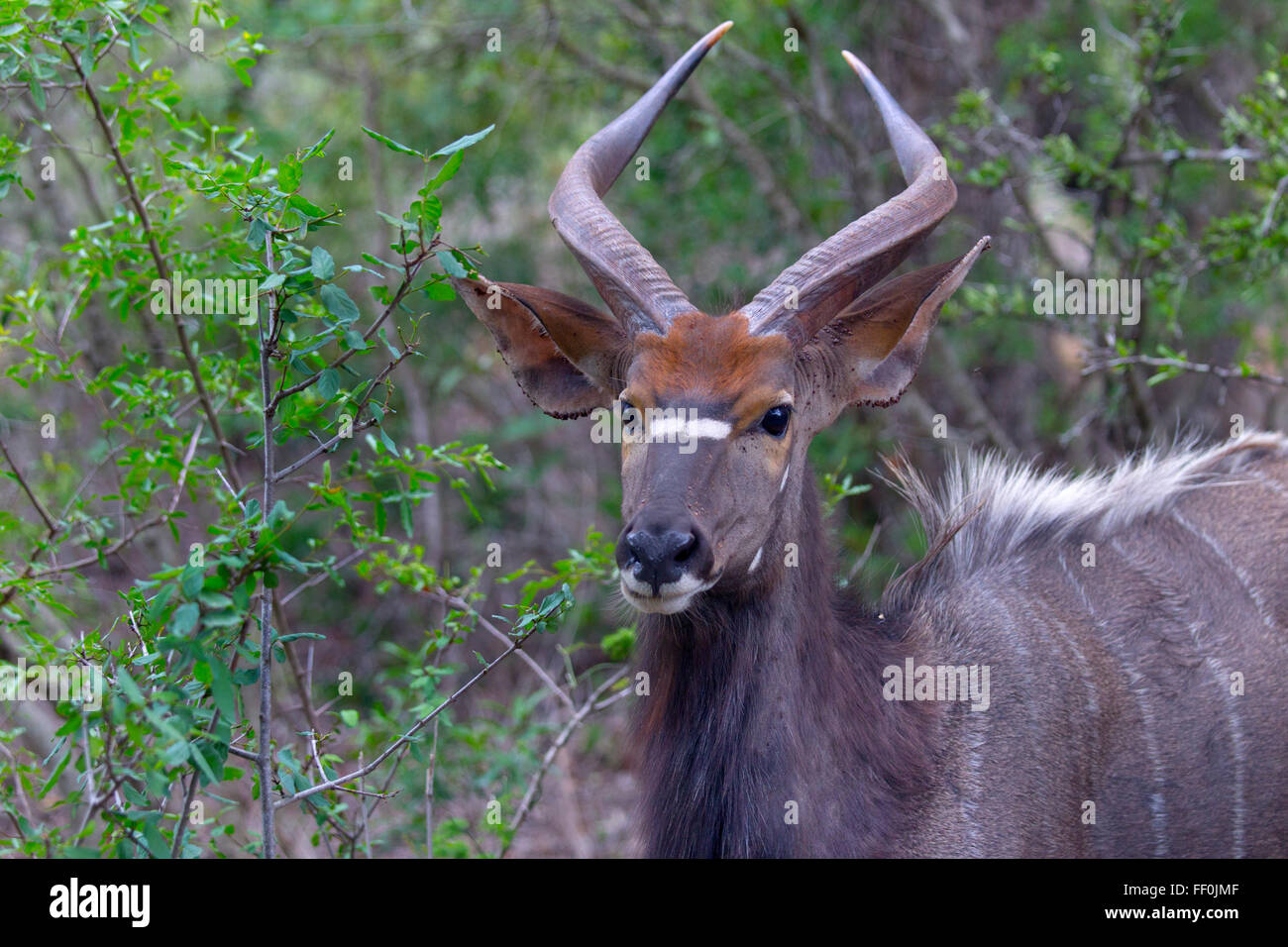 Männliche Nyala Tragelaphus Angasii Browsen im Busch Lebensraum Stockfoto