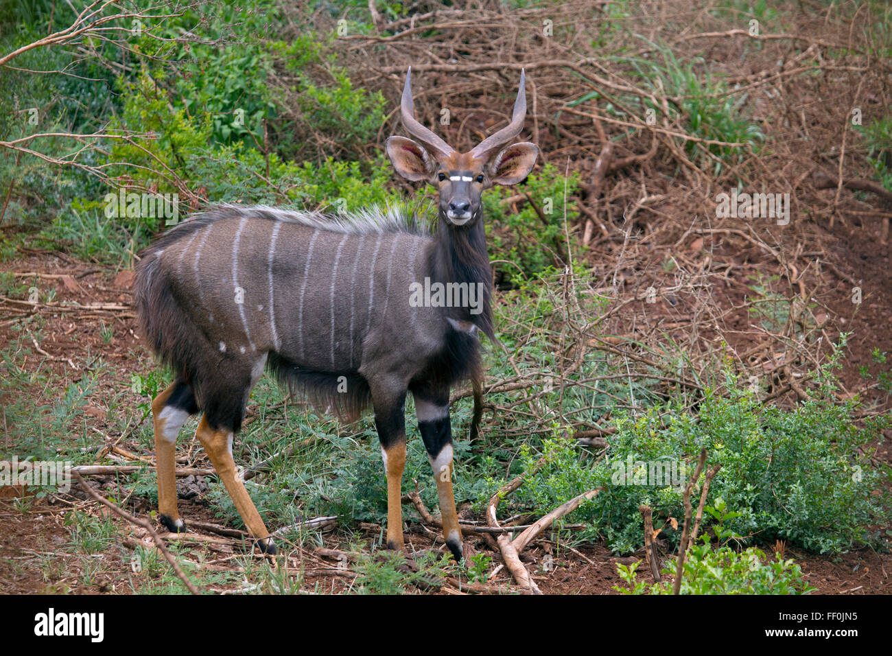 Männliche Nyala Tragelaphus Angasii Browsen im Busch Lebensraum Stockfoto