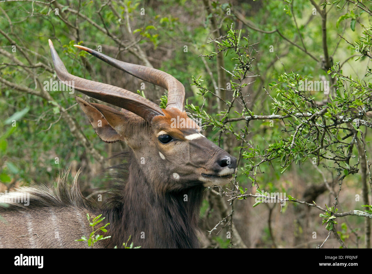 Männliche Nyala Tragelaphus Angasii Browsen im Busch Lebensraum Stockfoto