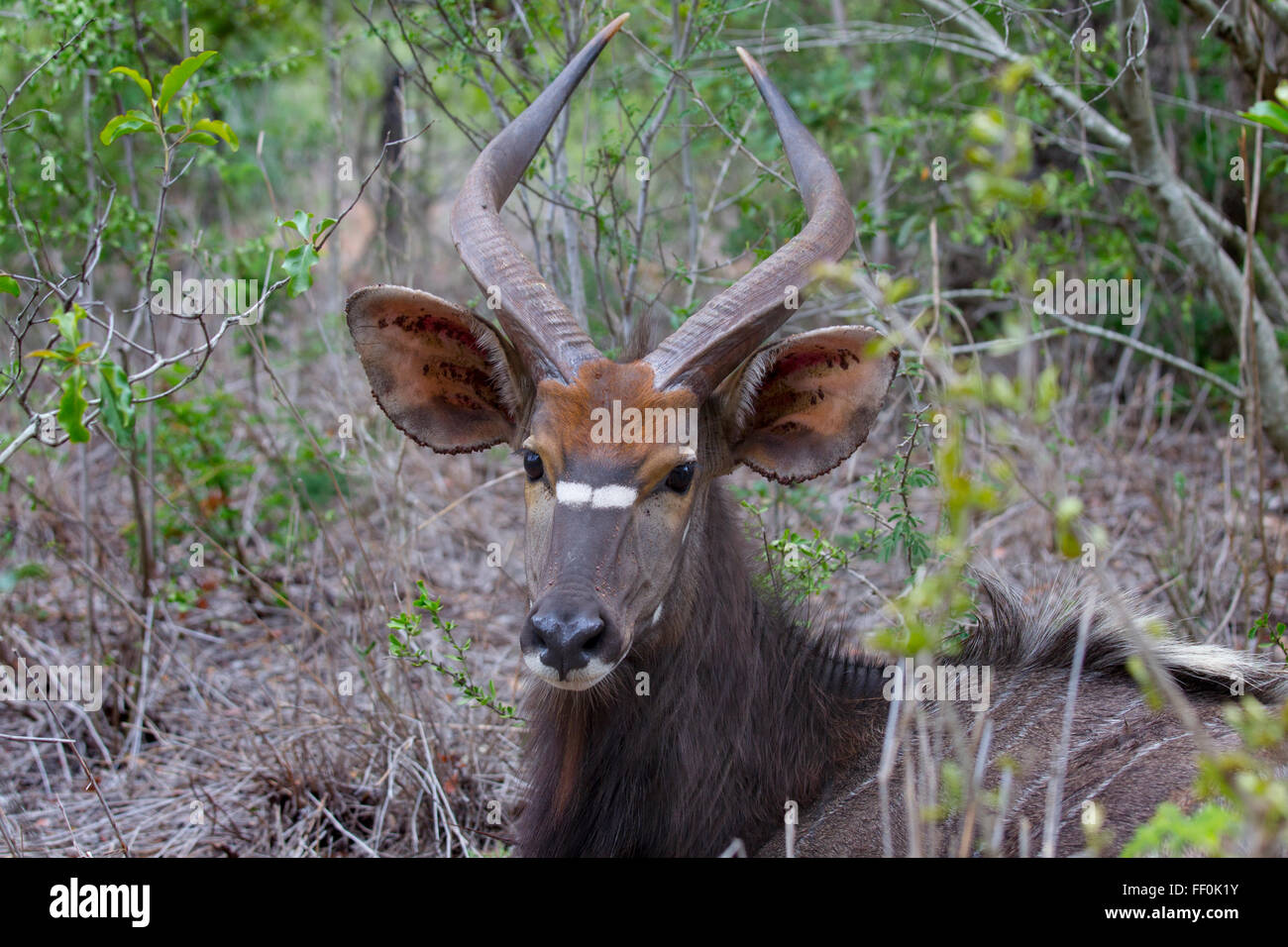 Männliche Nyala Tragelaphus Angasii Browsen im Busch Lebensraum Stockfoto