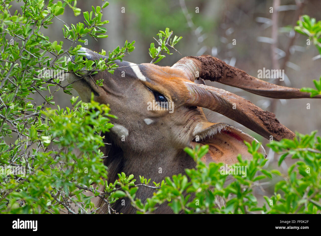 Männliche Nyala Tragelaphus Angasii Browsen im Busch Lebensraum Stockfoto