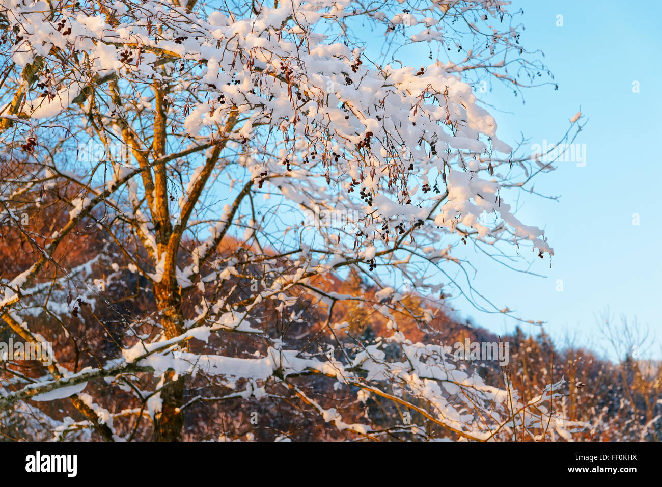 Schneebedeckte Baum in der Nähe von Salt Mine von Bex in der Schweiz im Winter. Der Salz-Bergbau-Komplex wird als Schweizer Welterbe-Aufstellungsort von nationaler Bedeutung aufgeführt. Stockfoto