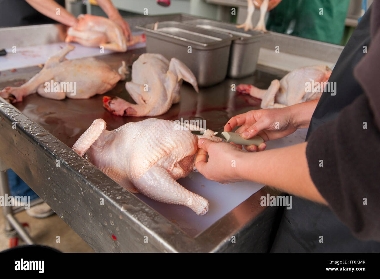 Hand, die Verarbeitung von Hühnern bei einer kleinen Familie Bio-Bauernhof im US-Bundesstaat Washington Stockfoto