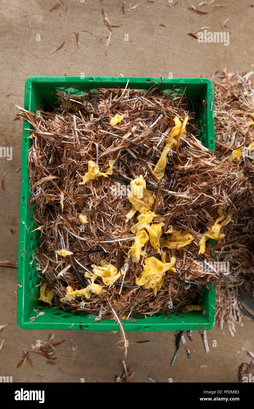 Hhnerfedern werden Dnger umgewandelt werden nach der Verarbeitung von  Geflgel Stockfotografie - Alamy