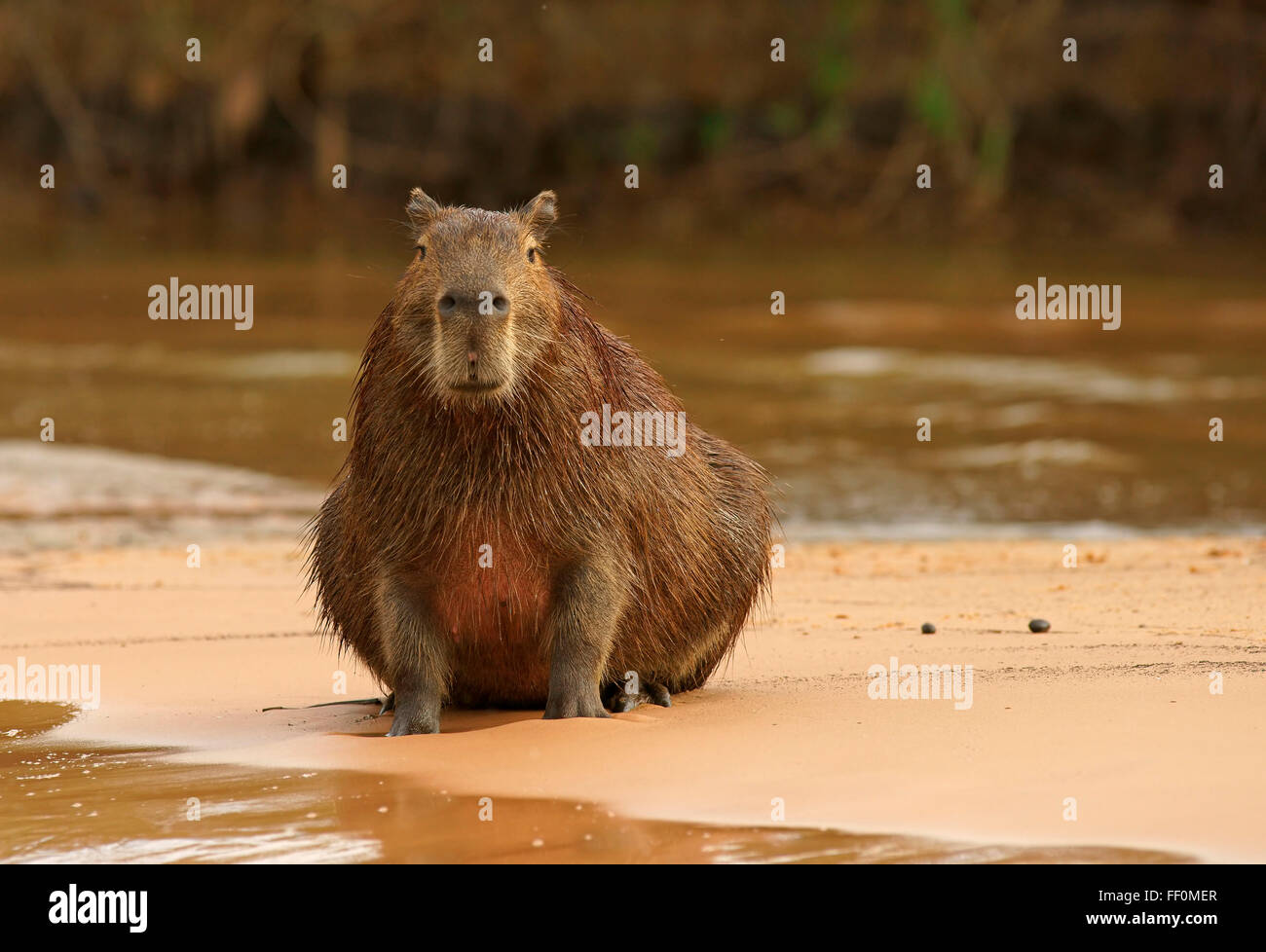 Capybara (Hydrochaeris Hydrochaeris) sitzt auf der Sandbank im Fluss, Pantanal, Mato Grosso, Brasilien Stockfoto