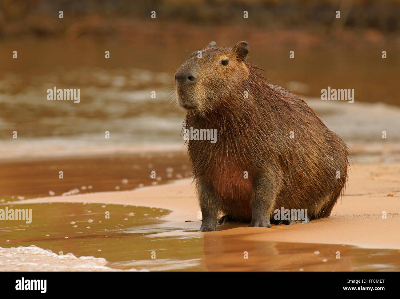 Capybara (Hydrochaeris Hydrochaeris) sitzt auf der Sandbank im Fluss, Pantanal, Mato Grosso, Brasilien Stockfoto