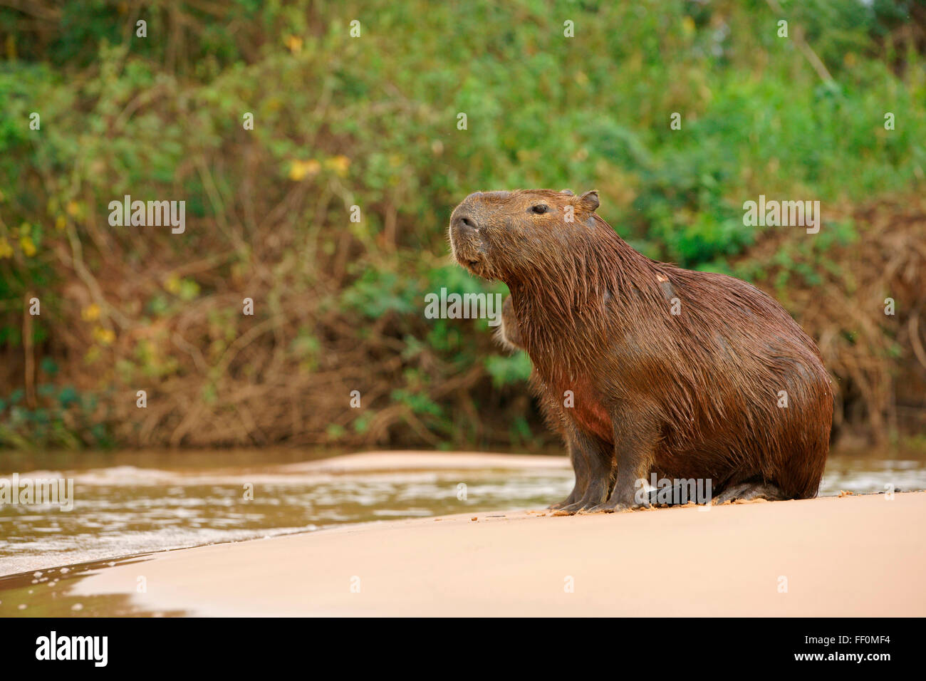 Capybara (Hydrochaeris Hydrochaeris) sitzt auf der Sandbank im Fluss, Pantanal, Mato Grosso, Brasilien Stockfoto