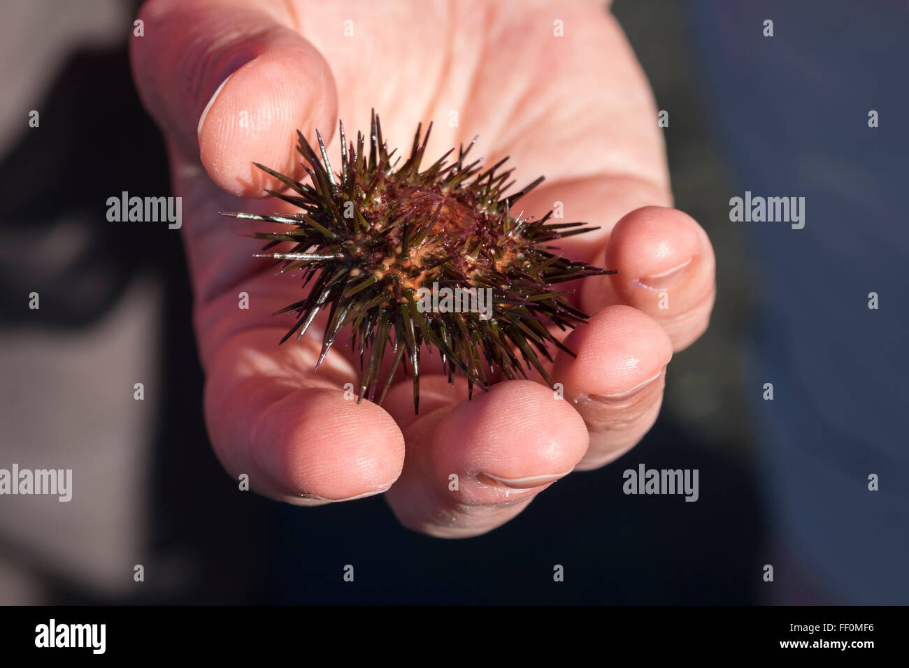 Lila Seeigel (Paracentrotus Lividus) in der Hand, La Gomera, Kanarische Inseln, Spanien Stockfoto