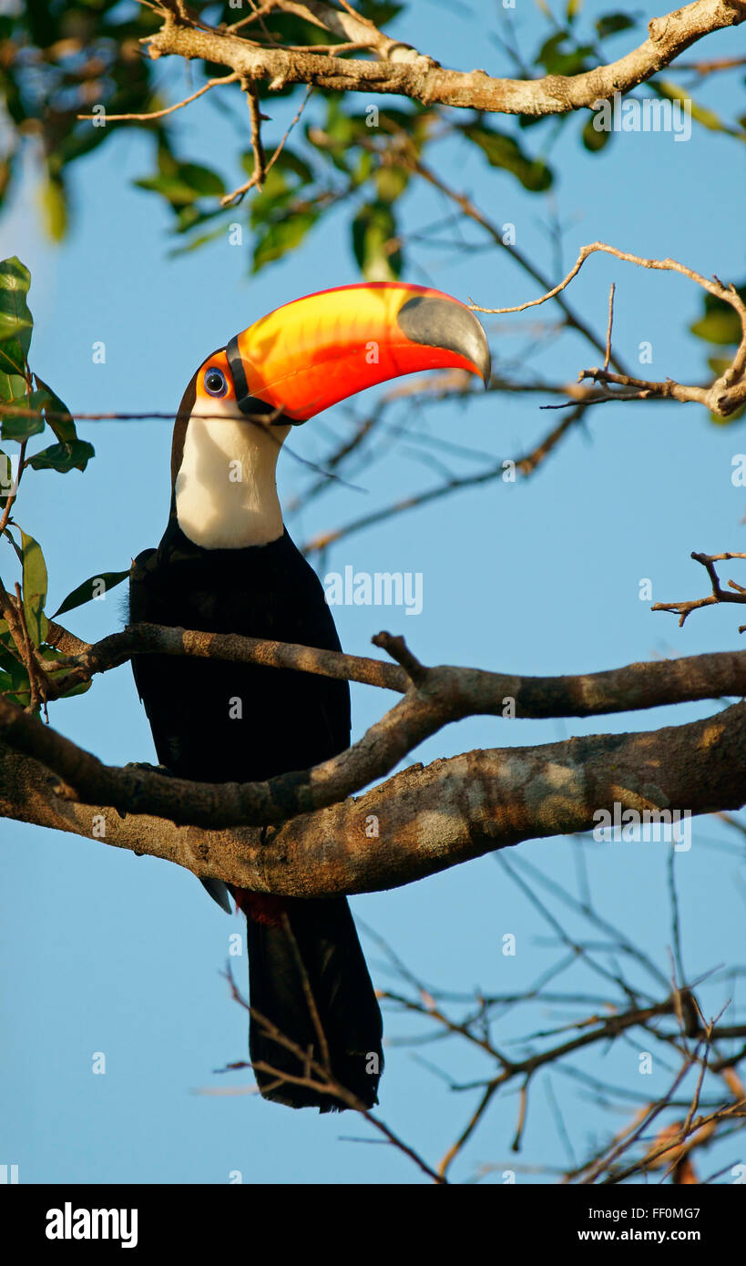 Tukan Toco Stockfotos und bilder Kaufen Alamy