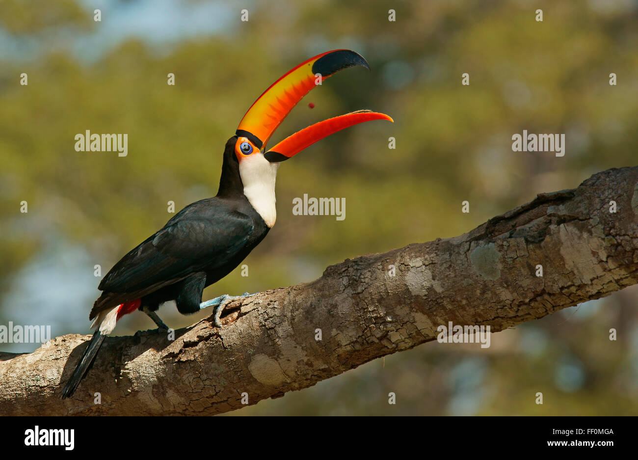 Toucan toco Fotos und Bildmaterial in hoher Auflösung Alamy