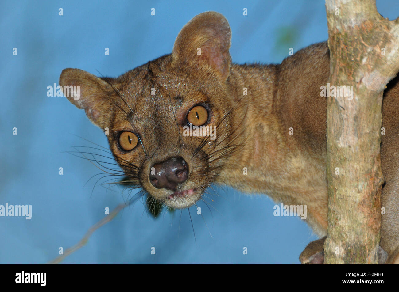 Fossa oder Zibet (Cryptoprocta Ferox), trockenen Wäldern von Kirindy, westlichen Madagaskar Madagaskar Stockfoto