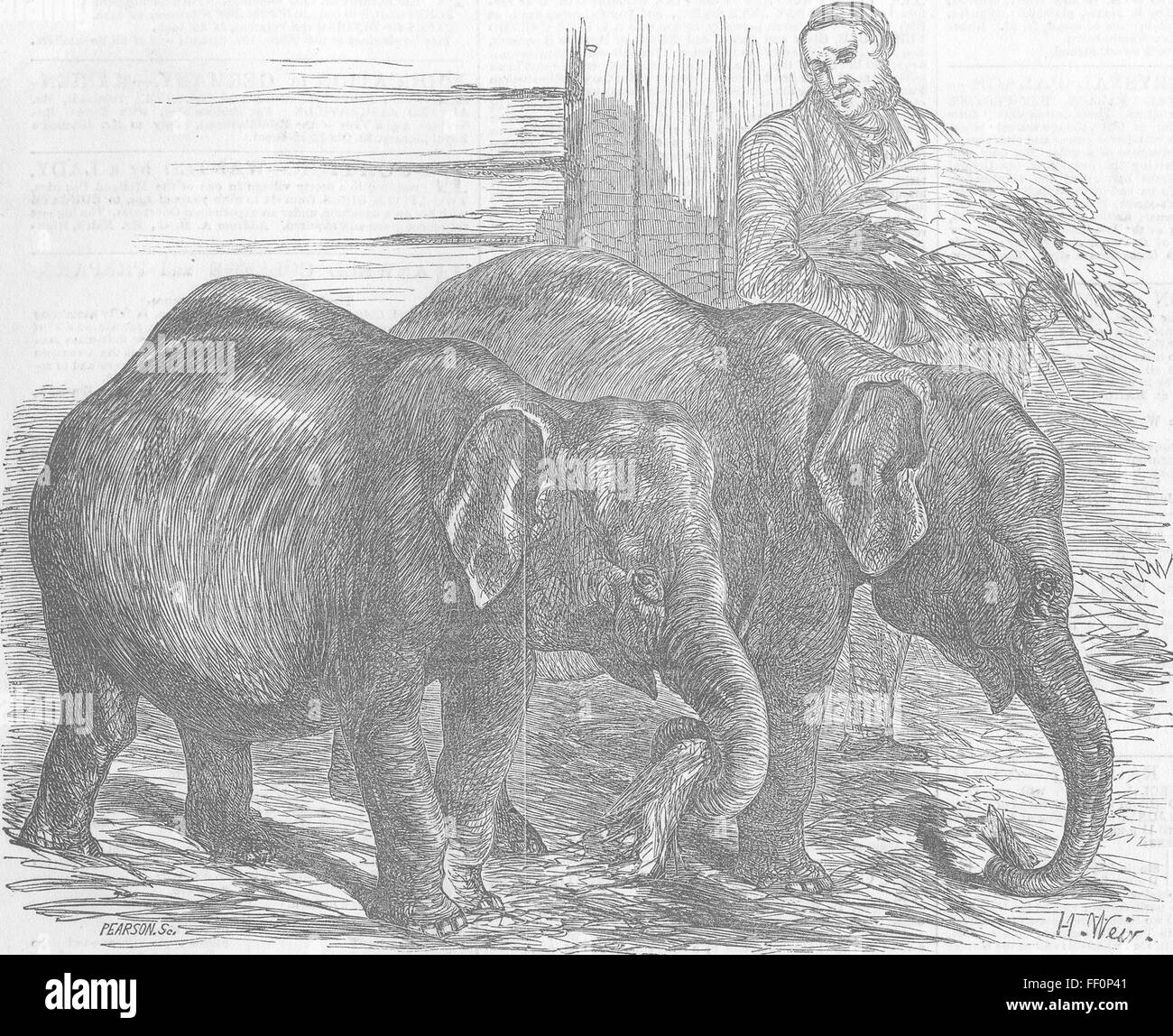 LONDON Die ovale Zwergelefanten, Surrey Zoo 1854. Illustrierte London News Stockfoto