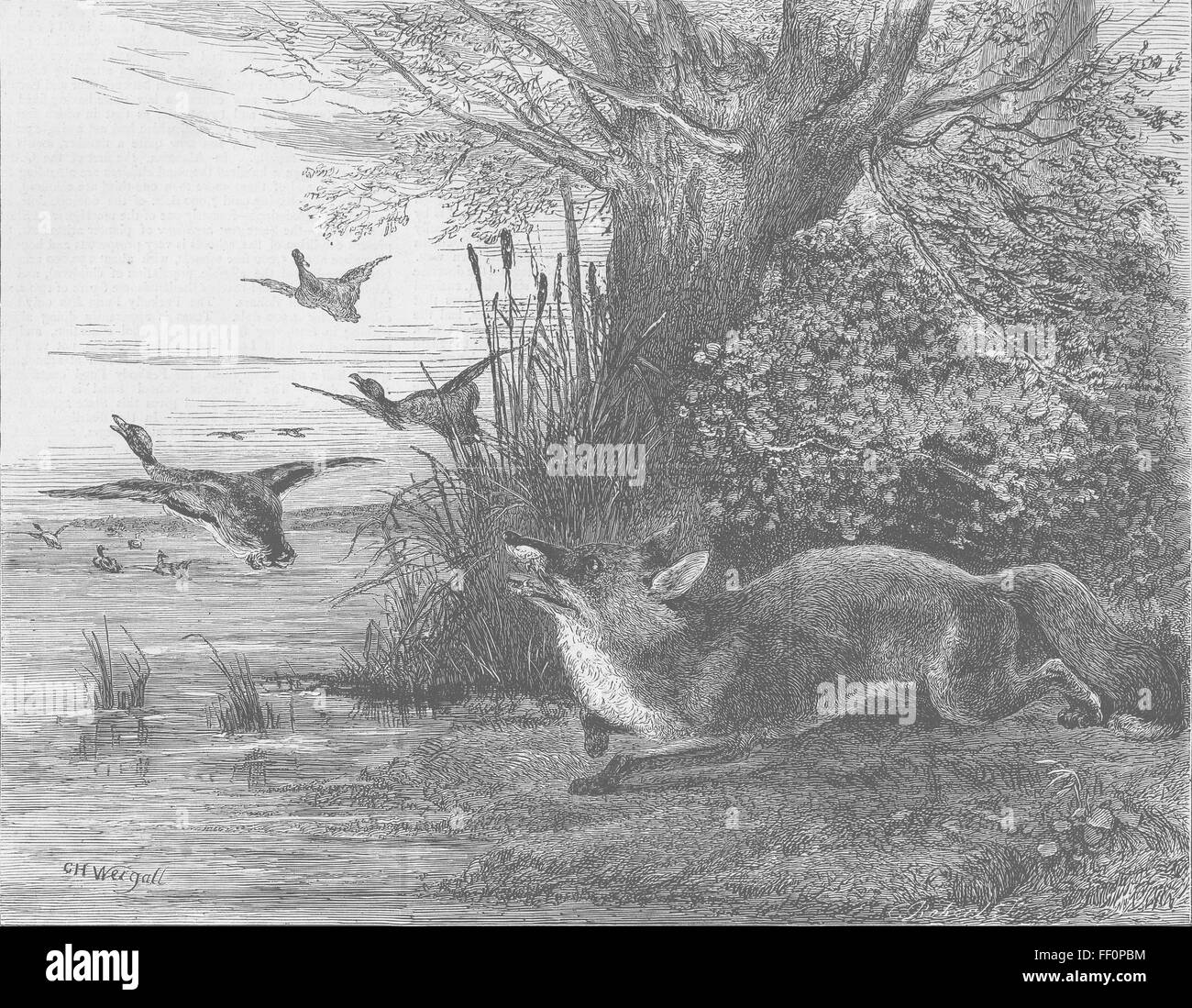 FÜCHSE Chasing Vögel 1873. Die Grafik Stockfoto