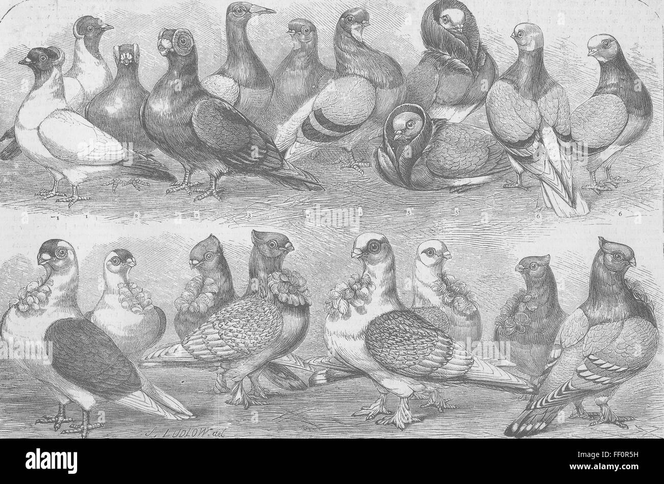 WARWICKSHIRE Neuzüchtungen von Tauben, Birmingham zeigen 1870. Die Grafik Stockfoto