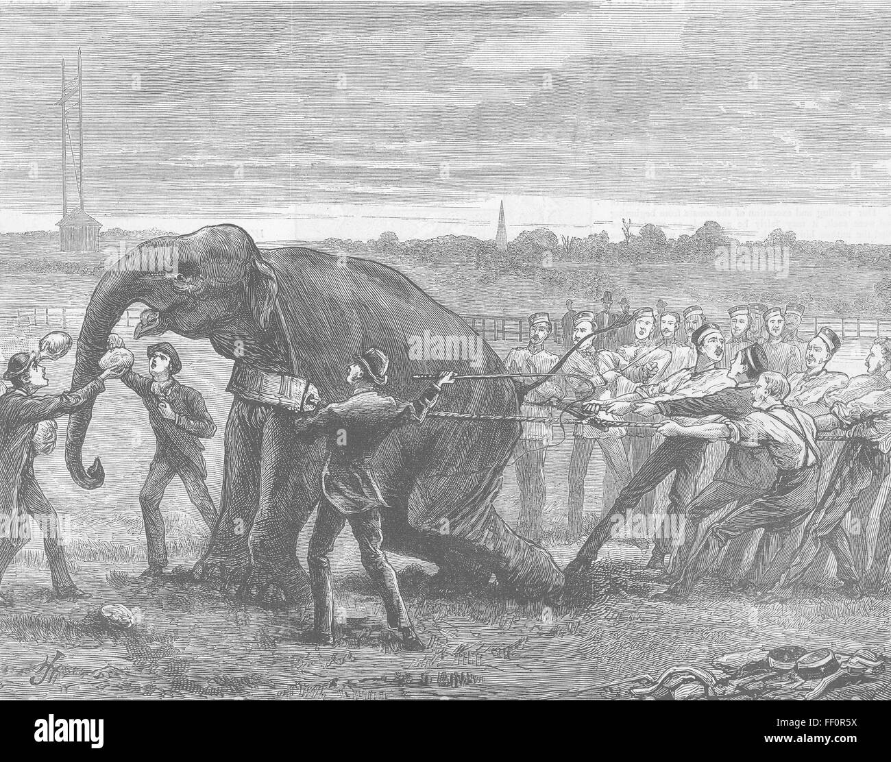 Elefanten-Ruderboot-Rennen training Tug Of War 1877. Die Grafik Stockfoto
