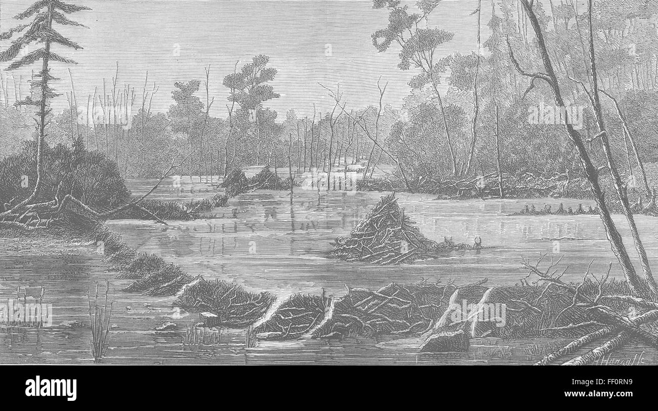 UK-Einführung der Biber-Lodge & Dam 1878. Die Grafik Stockfoto
