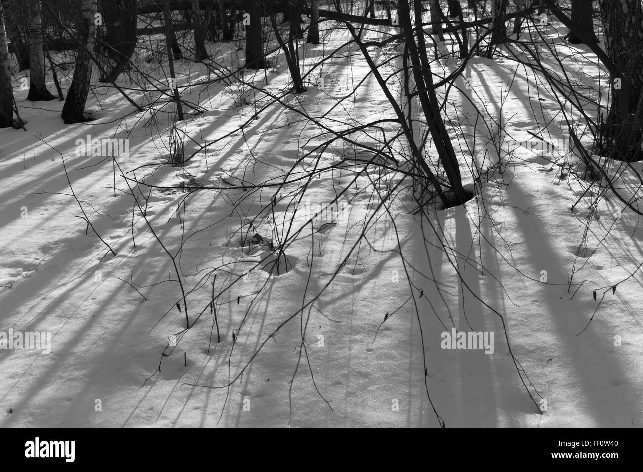 Schatten Sie im Park im winter Stockfoto
