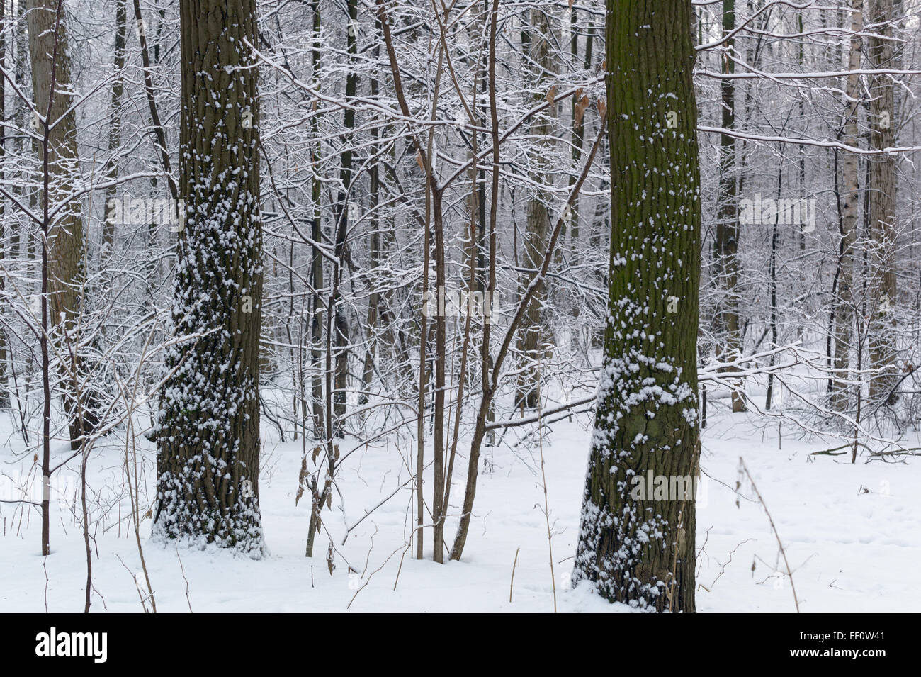 Schneebedeckten Baum im Park. Winter-Natur Stockfoto