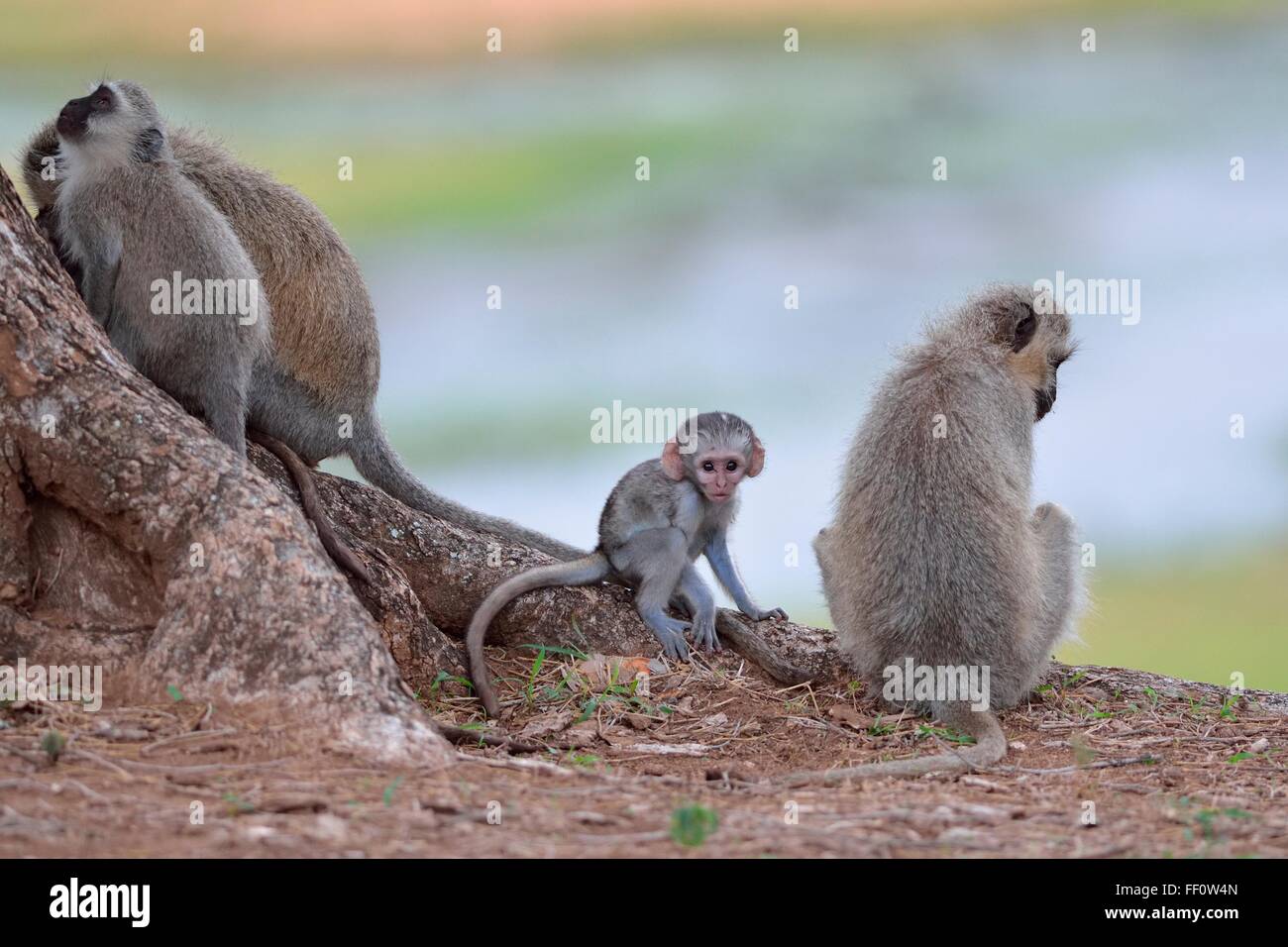 Vervet Affen (grüne Aethiops), Gruppe sitzen an der Spitze der am Flussufer, Krüger Nationalpark, Südafrika, Afrika Stockfoto
