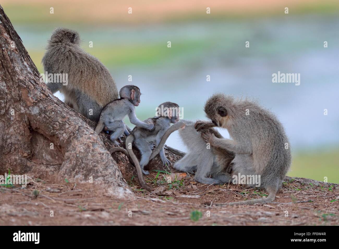 Vervet Affen (grüne Aethiops), Gruppe sitzen an der Spitze der am Flussufer, Krüger Nationalpark, Südafrika, Afrika Stockfoto